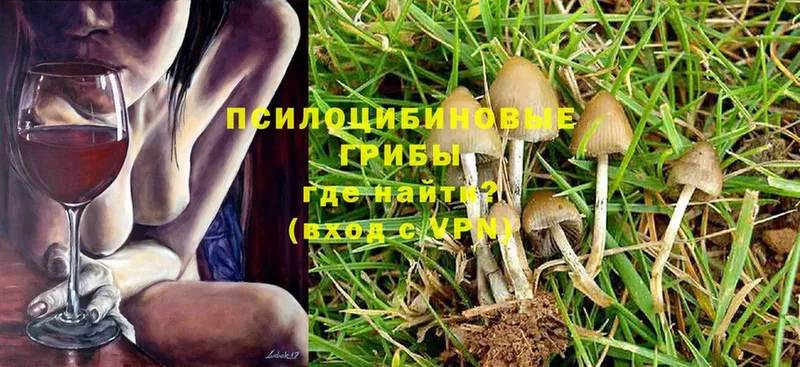 нарко площадка формула  наркота  Вышний Волочёк  Псилоцибиновые грибы Psilocybe 